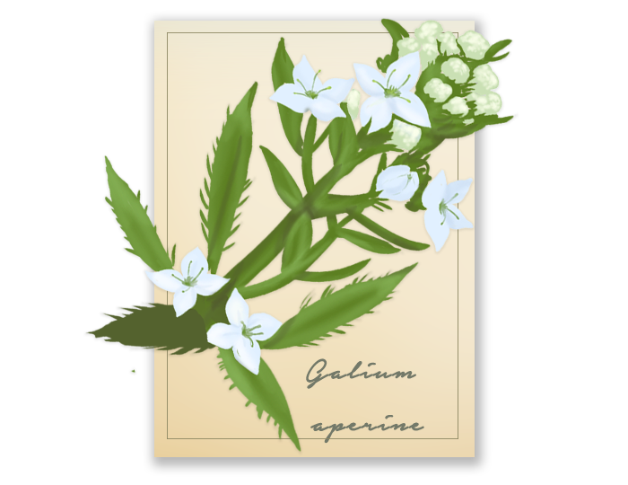 Galium-Web